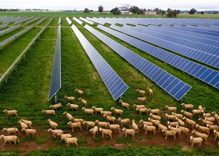 Italy Formulates New Regulations For Innovative Agricultural Photovoltaic Industry